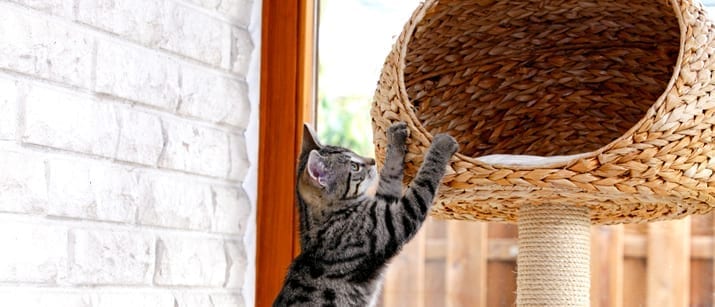 How to Stop Your Cat Clawing Your Furniture | Pet Angel ...