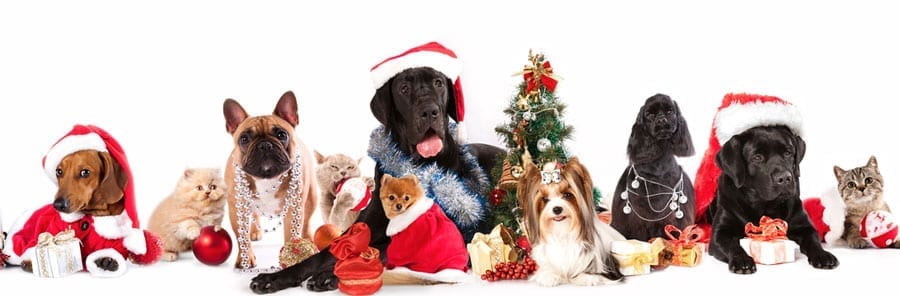 Spare a thought for our furry friends this Christmas