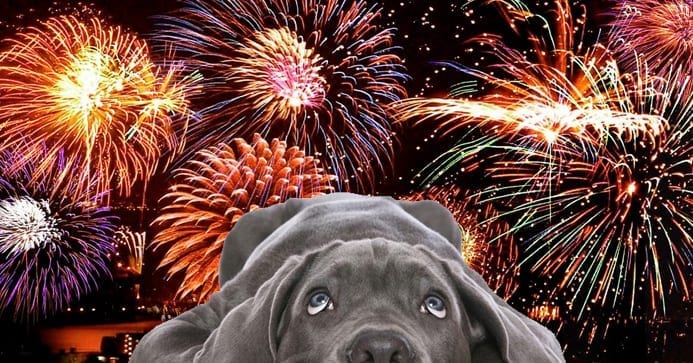 11 Tips to Help Your Dog Cope With Fireworks