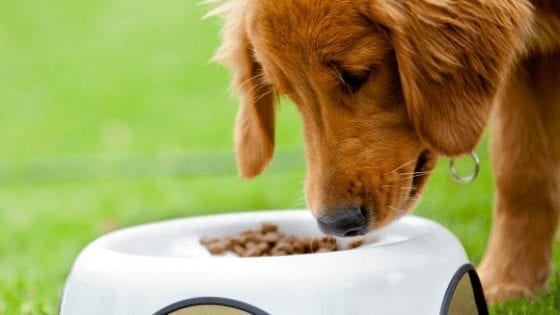 Toxic Foods Dogs & Cats