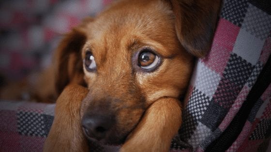 Deciding the Right Time to Say Goodbye to Your Family Pet
