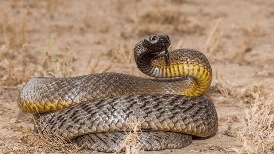 Snake Bites In Pets
