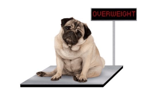 Obesity In Pets: How To Keep Your Pets At A Healthy Weight