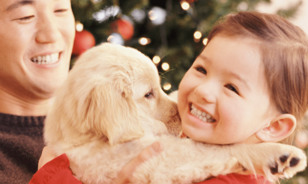 Why You Should Avoid Gifting Animals This Christmas
