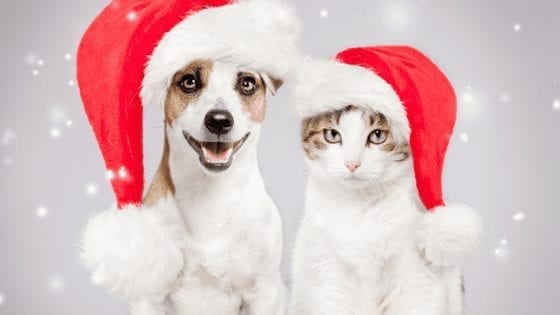 Top 6 Christmas Gift Ideas for Your Furry Friends
