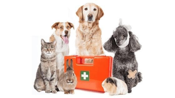 First aid for pets: How we can help our furry friends in their time of need