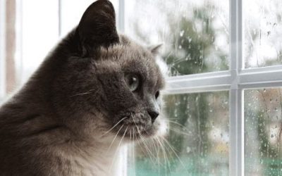 Is It Time To Say Goodbye? Signs Your Pet Cat Is Dying