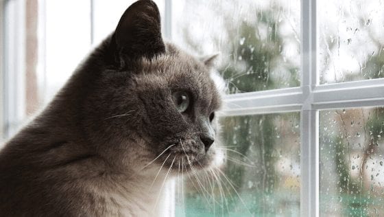 Is It Time To Say Goodbye? Signs Your Pet Cat Is Dying