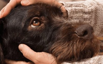 Cancer in Pets – Symptoms and Signs to Look in your Pet