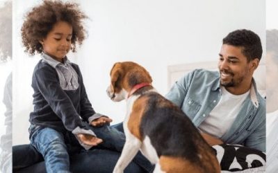 Top Ways Pet Owners Can Make Their New Pets More Comfortable