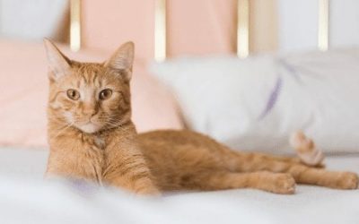 Stress In Cats: Causes, Signs and How To Relieve It