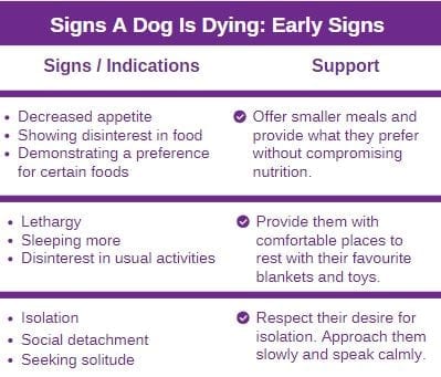 Signs a Dog Is Dying