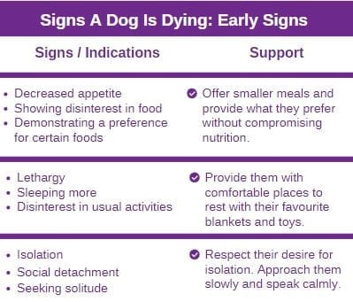 Signs Your Pet Dog Is Dying and It Is Time To Say Goodbye