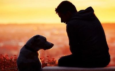 Is It Time To Say Goodbye? Signs Your Pet Dog Is Dying
