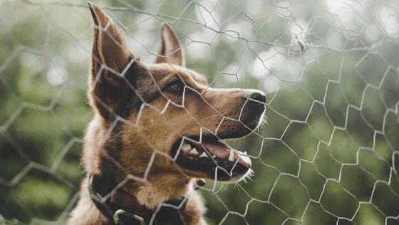 How to stop dogs from jumping fences