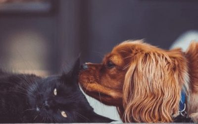 A Pet Owner’s Guide to Ear and Eye Care