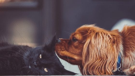A Pet Owner’s Guide to Ear and Eye Care