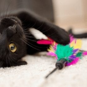 Interactive Toys For Cats