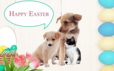 Toxic Foods Not On The Menu This Easter For Our Furry Friends