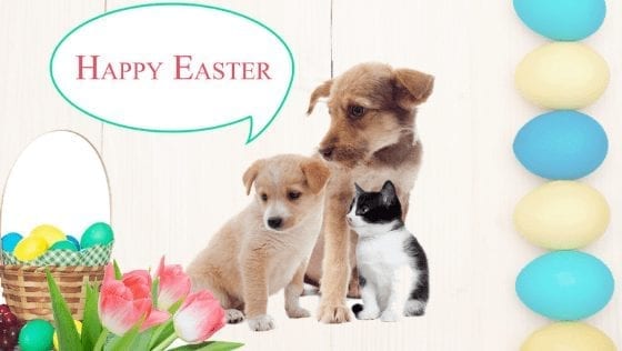 TOXIC FOODS NOT ON THE MENU THIS EASTER FOR OUR FURRY FRIENDS