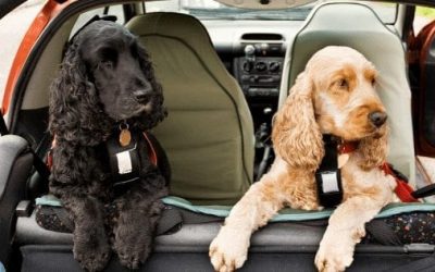 Keeping Your Dogs Safe In Cars