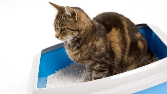 Choosing The Right Cat Litter