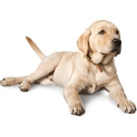 Dog Breeds And Their Characteristics