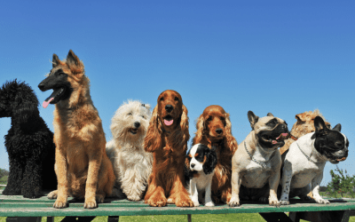 Choosing A New Pet: Dog Breeds And Their Characteristics