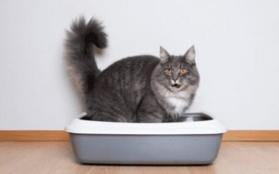 Why Cat Litter Box Problems Happen