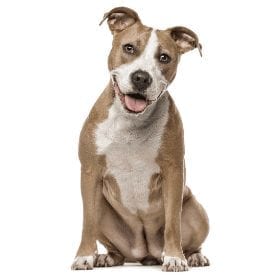 Dog Breeds And Their Characteristics