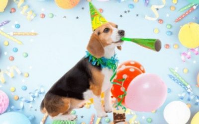 10 Paw-some Ideas To Celebrate International Dog Day