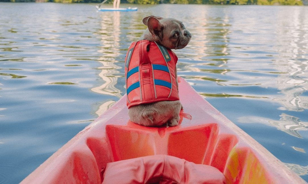 Why Can’t French Bulldogs Swim? Tips To Help Them Safely Enjoy The Water