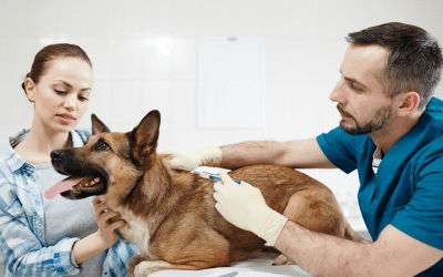 Pet Diabetes: Causes, Symptoms And Ways To Manage It