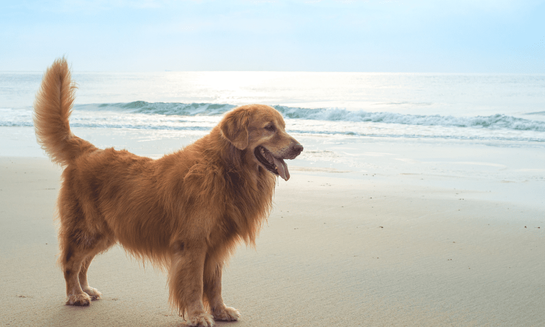 Heatstroke In Dogs: Symptoms, Prevention And Breeds That Are Most At Risk