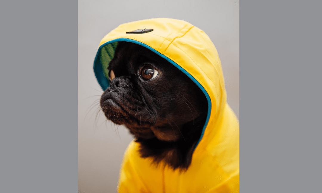 Essentials To Enjoy A Rainy Day Walk With Your Dog