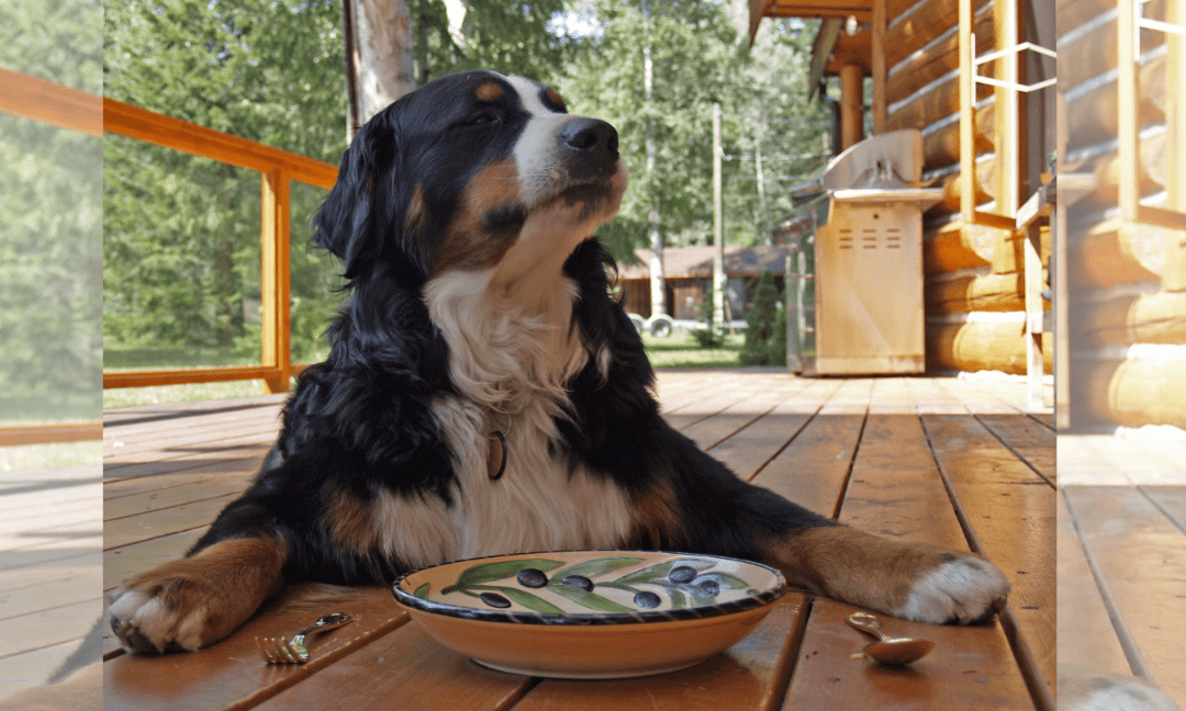How to Cater to a Pet with a Specialised Diet