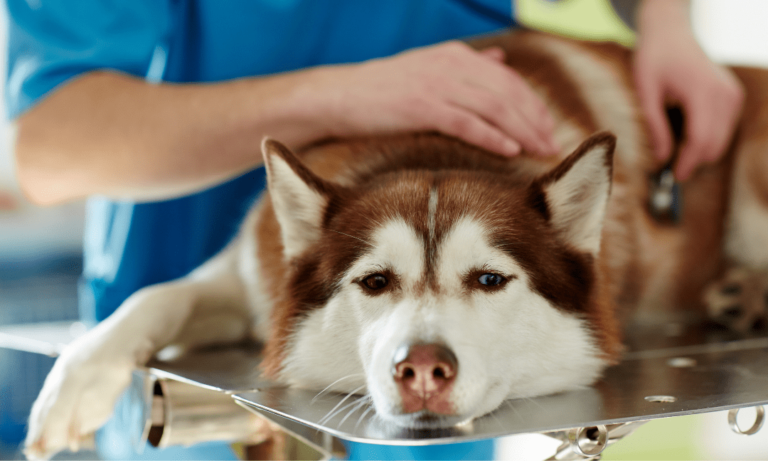 Stomach Bloat In Dogs