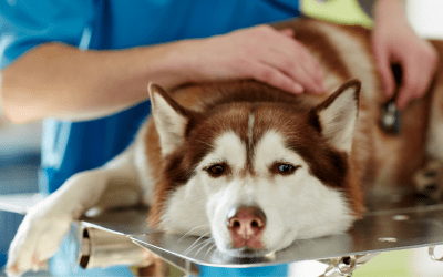 Stomach Bloat In Dogs