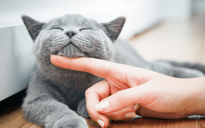 How To Choose The Right Cat For Me And My Family