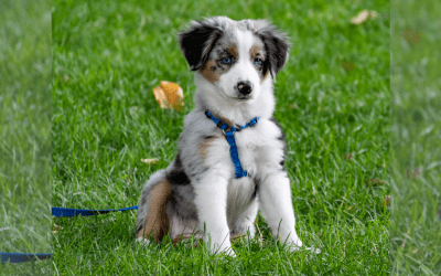Importance of Obedience Training for Your Puppy