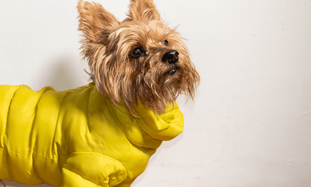 How to tell your dog is cold and needs a jacket