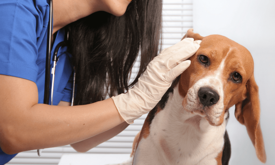 Dog ear infections