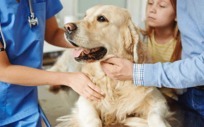 6 Reasons To Microchip Your Pet