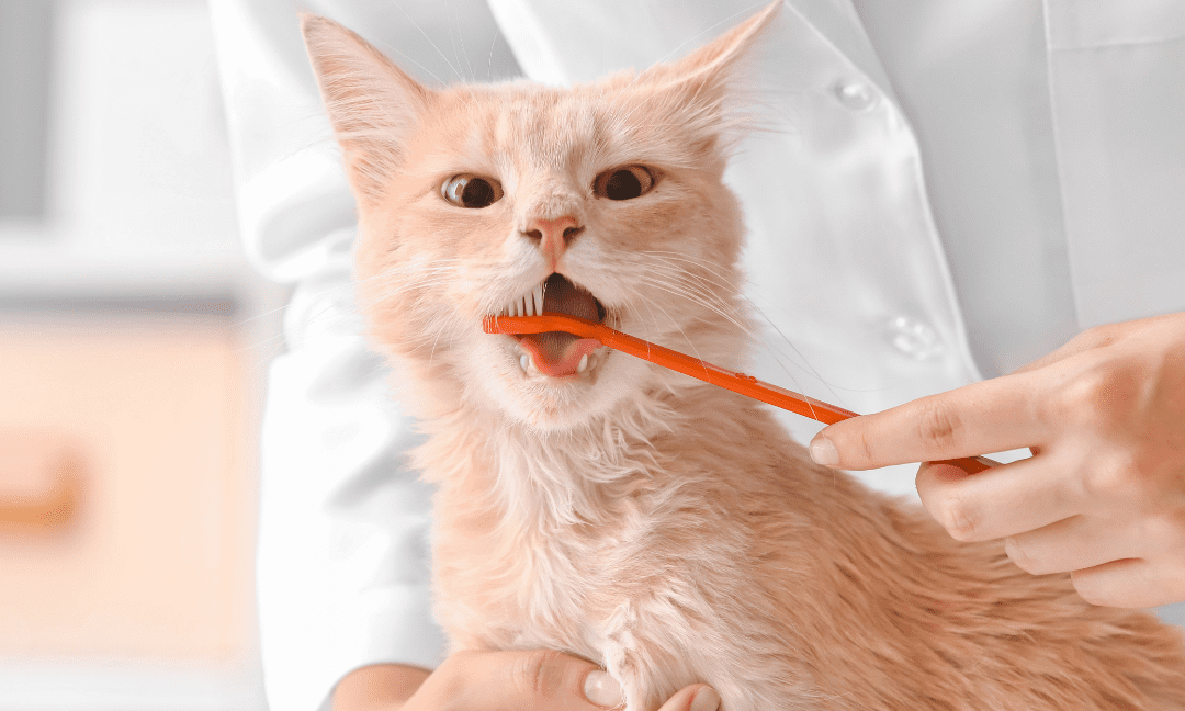 Home Dental Care For Pets: Tips For Better Oral Health