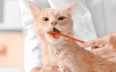 Home Dental Care For Pets: Tips For Better Oral Health
