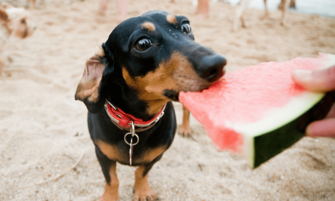 Natural Dog Treats: Are They Good For Your Pups?