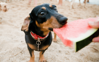 Natural Dog Treats: Are They Good For Your Pups?