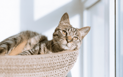 How To Tell If A Cat Is In Pain: Signs Your Cat Is Hurting