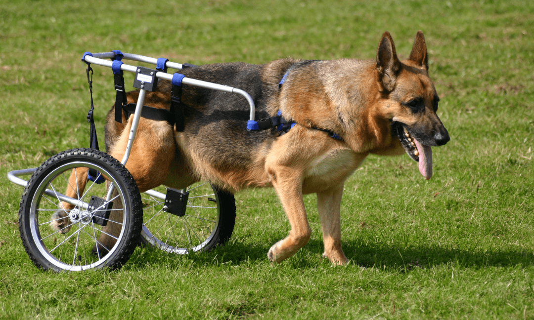 caring for disabled pets