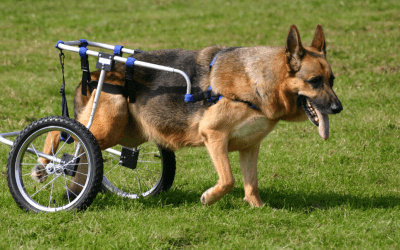 Caring For Disabled Pets: Helping Them Live Their Life To The Fullest